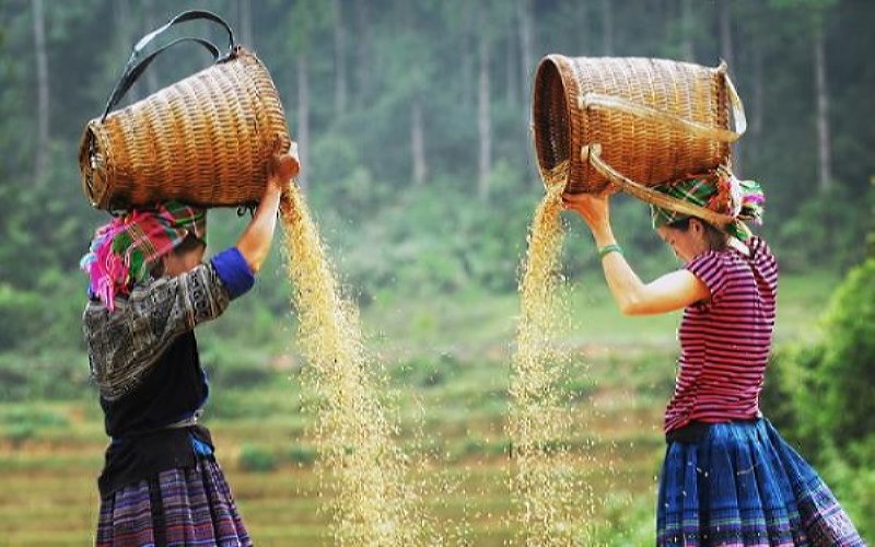 Lễ hội ruộng bậc thang Mù Cang Chải là một cách để người dân cảm ơn đất trời