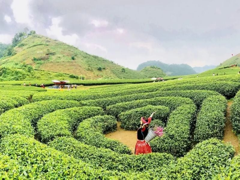 Du lịch Mộc Châu - Sơn La